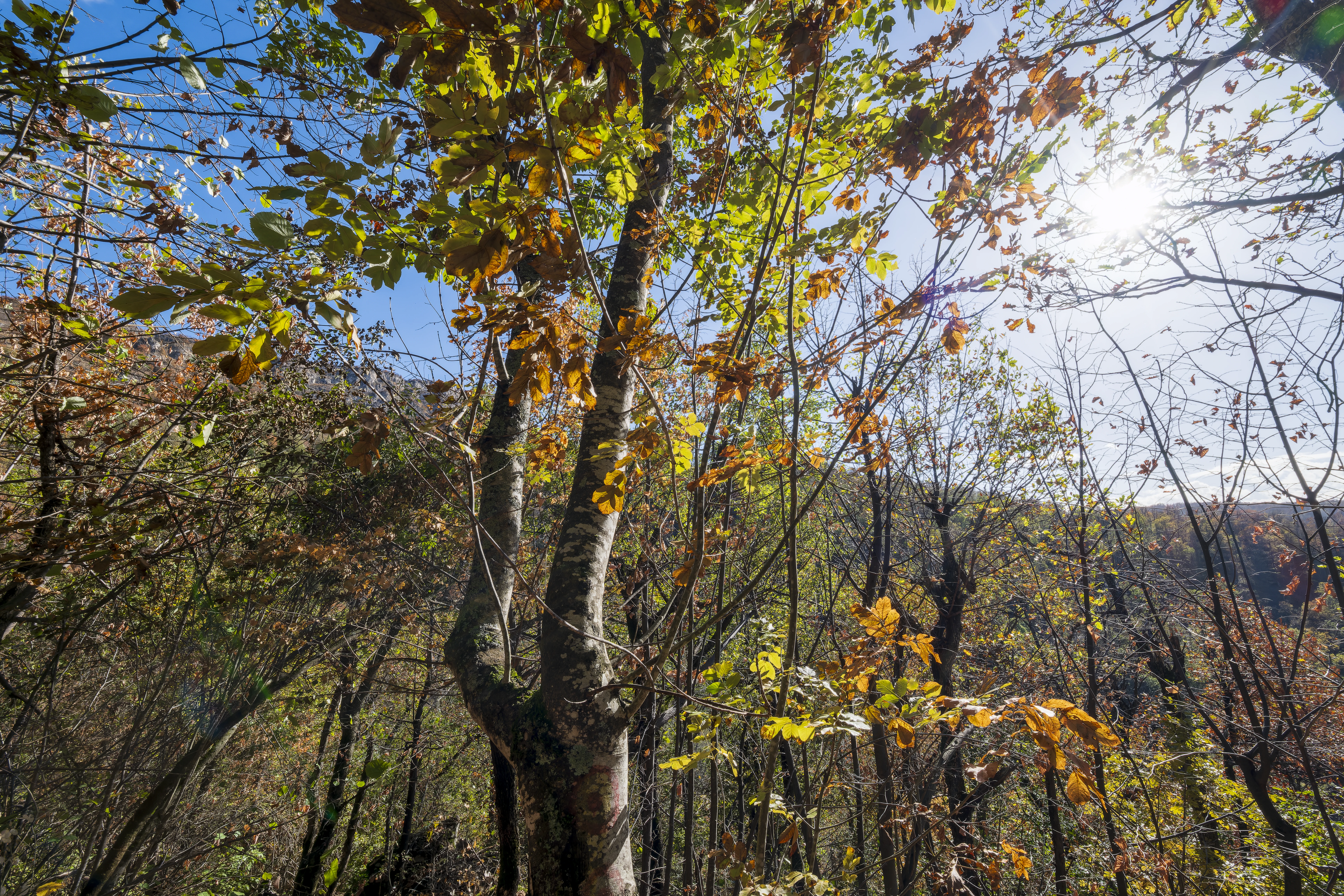 10.000 m² bosgrond in de regio Belogradchik - Bulgarije