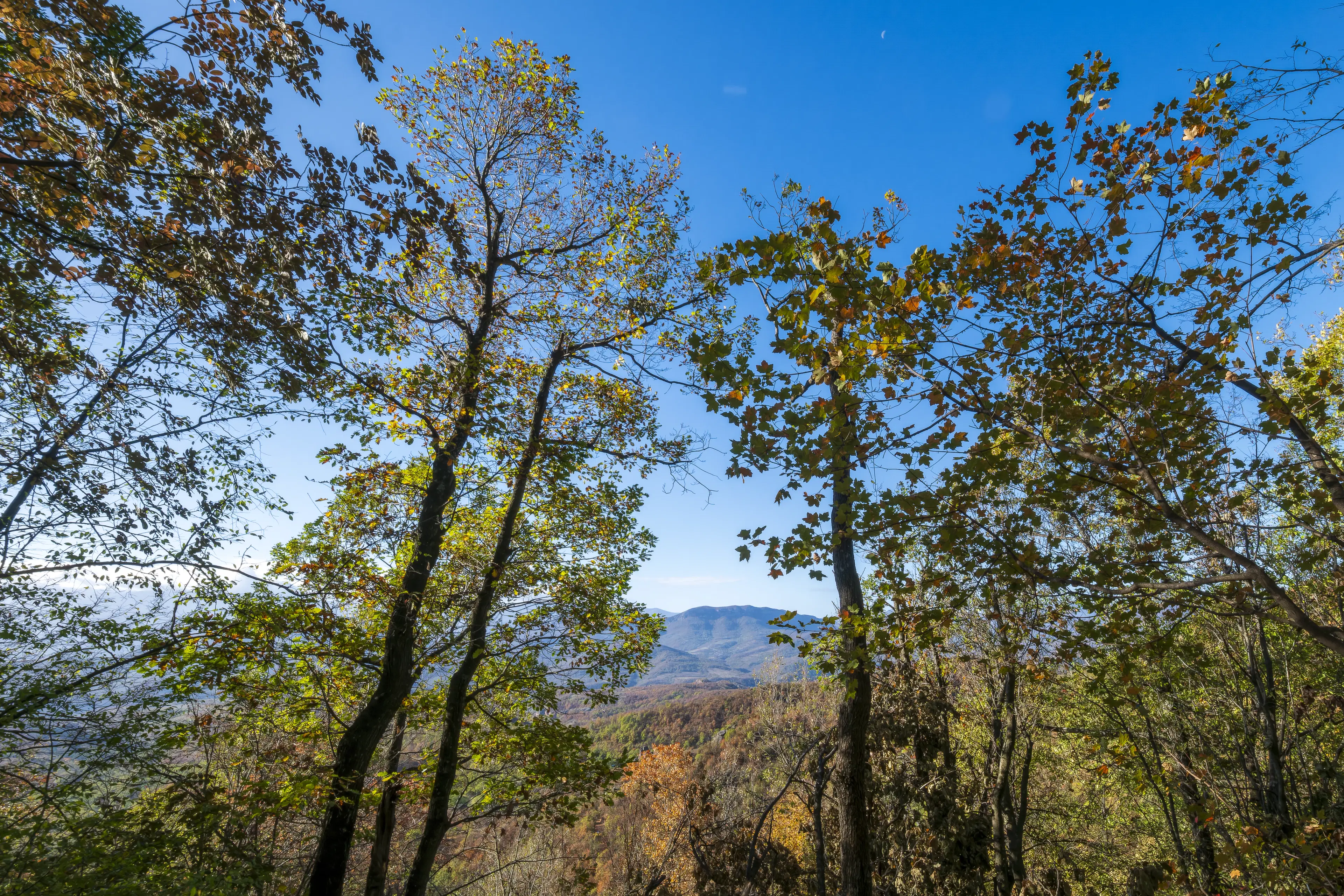 10.000 m² bosgrond in de regio Belogradchik - Bulgarije