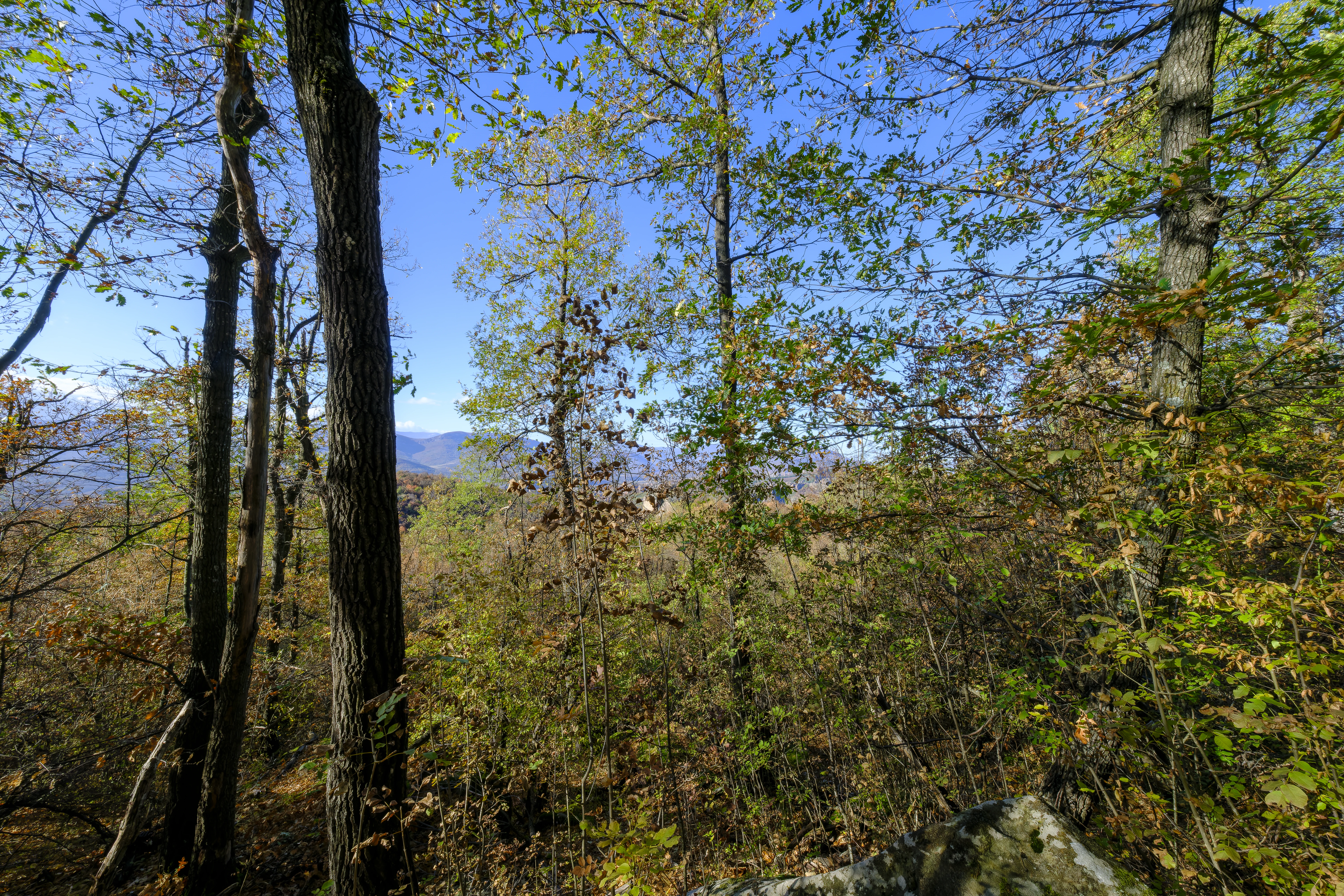 10.000 m² bosgrond in de regio Belogradchik - Bulgarije