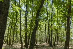 15.000 m² gemend loofbos in de regio Vidin - Bulgarije