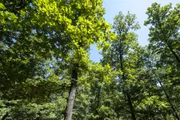 15.000 m² gemend loofbos in de regio Vidin - Bulgarije