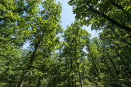 15.000 m² gemend loofbos in de regio Vidin - Bulgarije