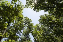 15.000 m² gemend loofbos in de regio Vidin - Bulgarije