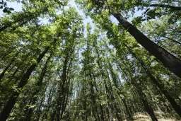 15.000 m² gemend loofbos in de regio Vidin - Bulgarije