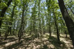 15.000 m² gemend loofbos in de regio Vidin - Bulgarije