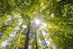 12.010 m² bosgrond in de regio Vidin - Bulgarije