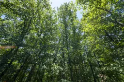 12.010 m² bosgrond in de regio Vidin - Bulgarije