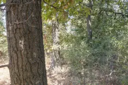 12.010 m² bosgrond in de regio Vidin - Bulgarije