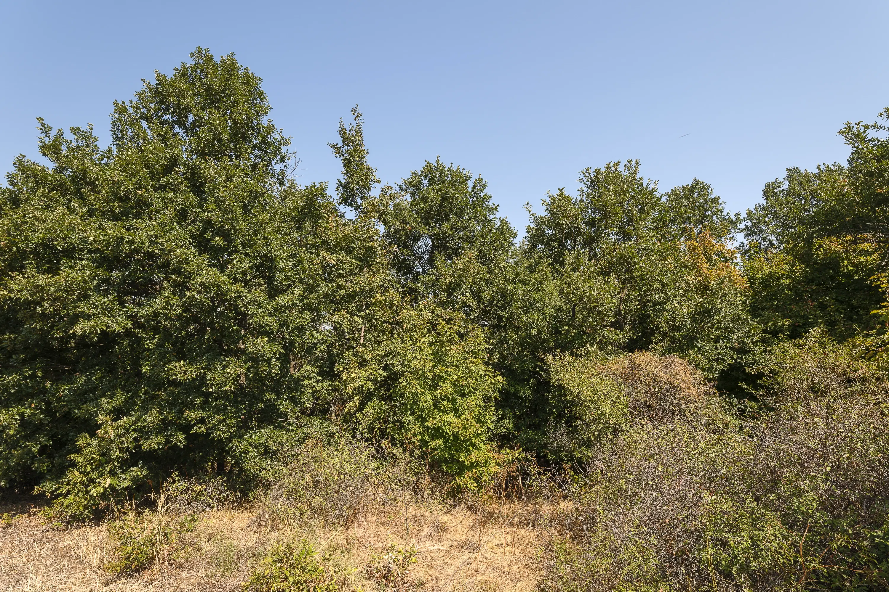 12.010 m² bosgrond in de regio Vidin - Bulgarije