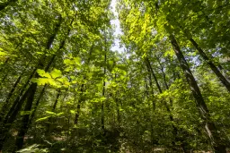 12.010 m² bosgrond in de regio Vidin - Bulgarije