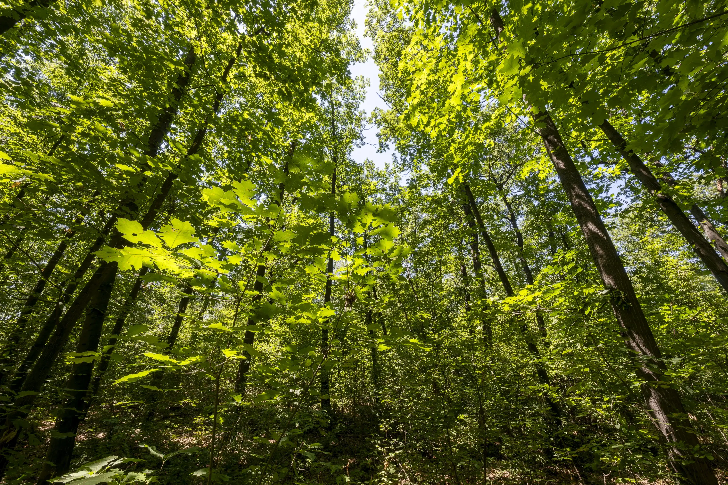 12.010 m² bosgrond in de regio Vidin - Bulgarije