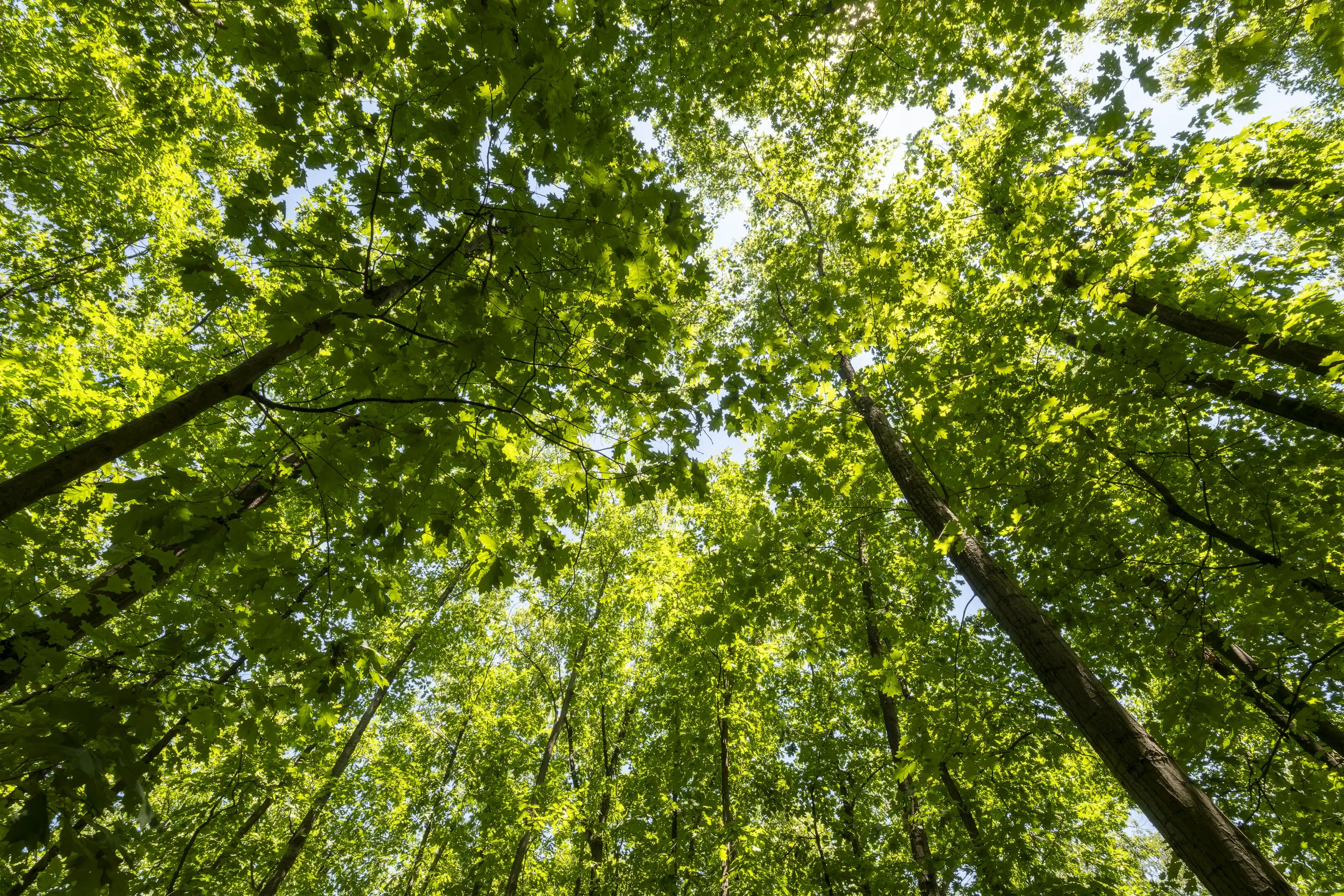 12.010 m² bosgrond in de regio Vidin - Bulgarije