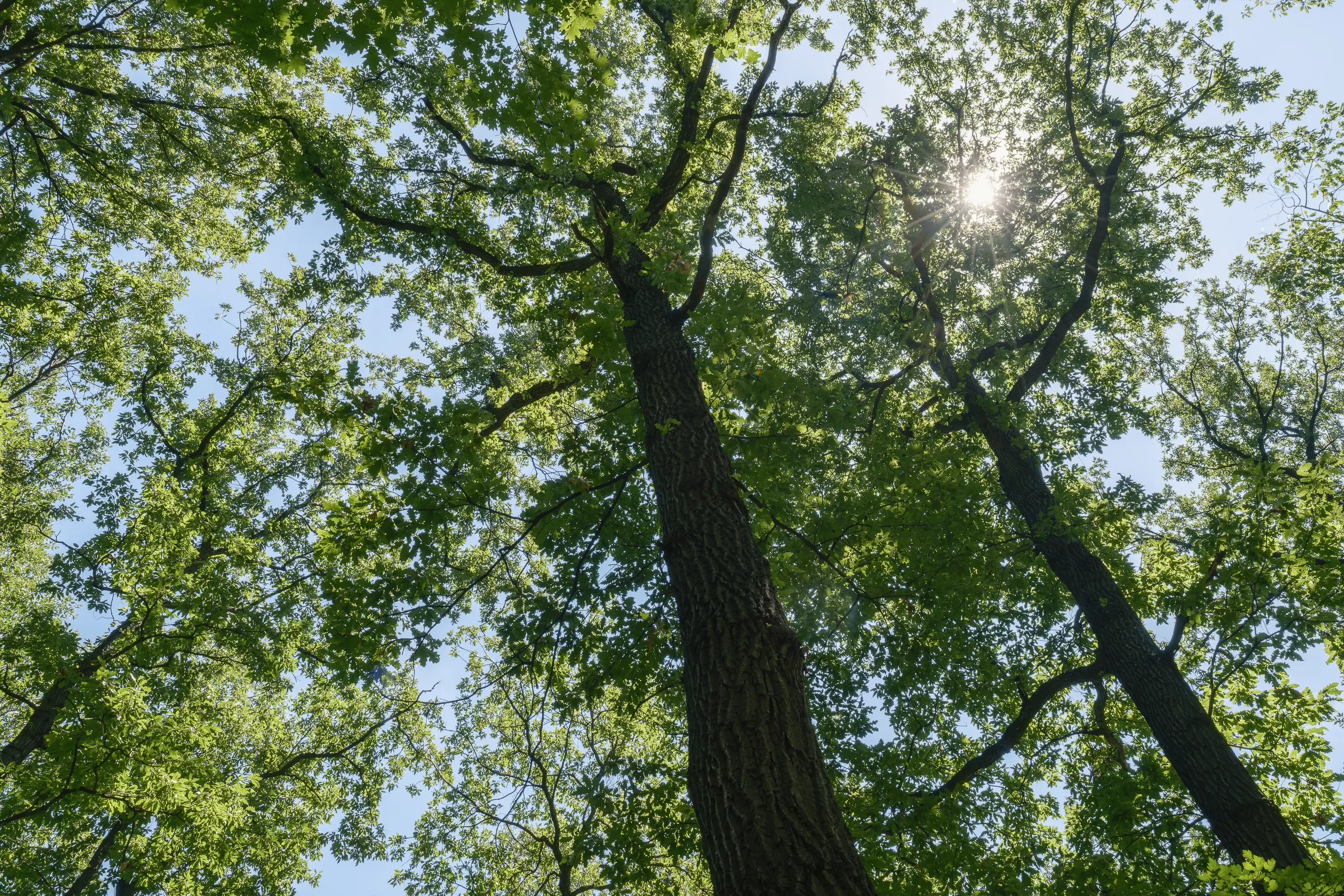 12.010 m² bosgrond in de regio Vidin - Bulgarije