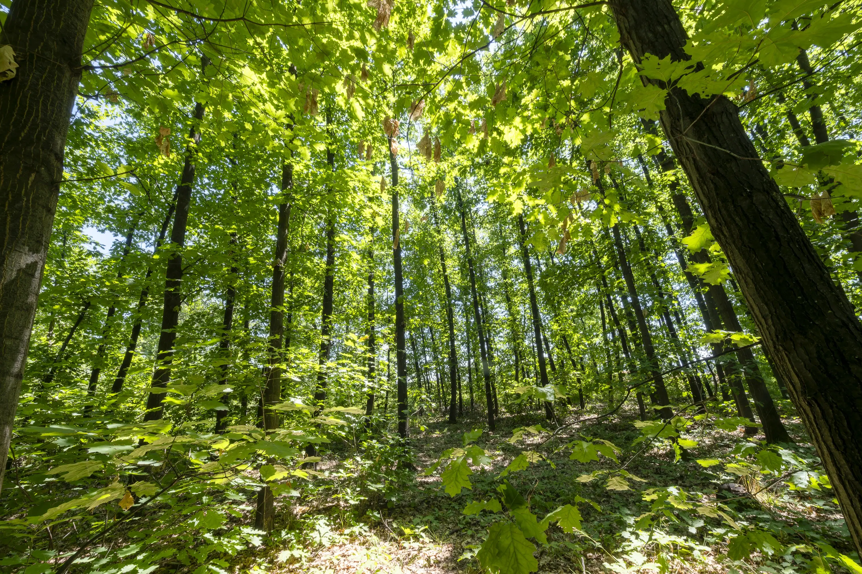 12.010 m² bosgrond in de regio Vidin - Bulgarije