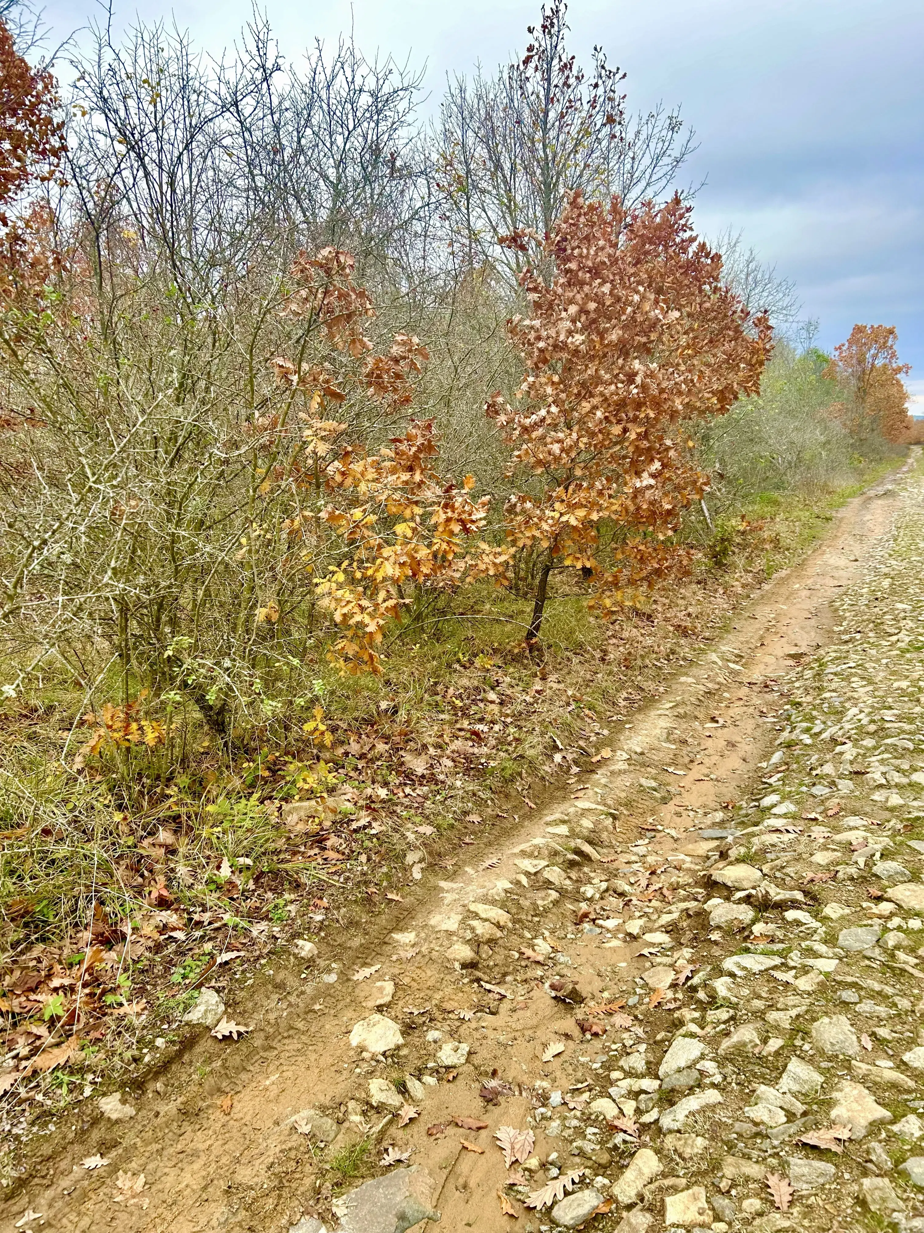 Bosgrond van 19.898 m² regio Burgas - Bulgarije