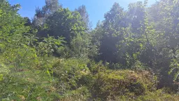 113,324 m² loofbos in Gorno Ozirovo, Varshets Montana - Bulgarije