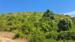 113,324 m² loofbos in Gorno Ozirovo, Varshets Montana - Bulgarije