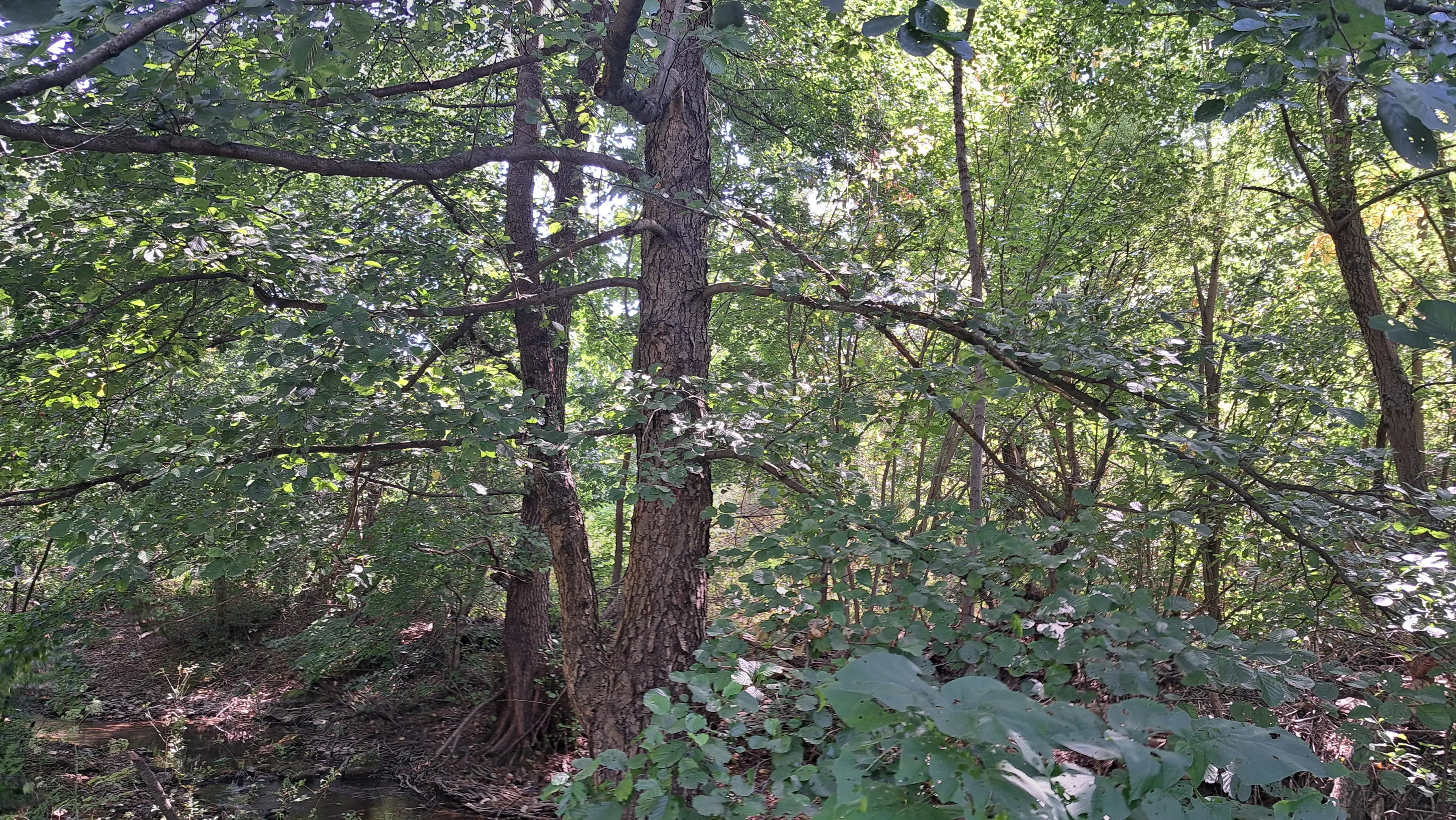 113,324 m² loofbos in Gorno Ozirovo, Varshets Montana - Bulgarije
