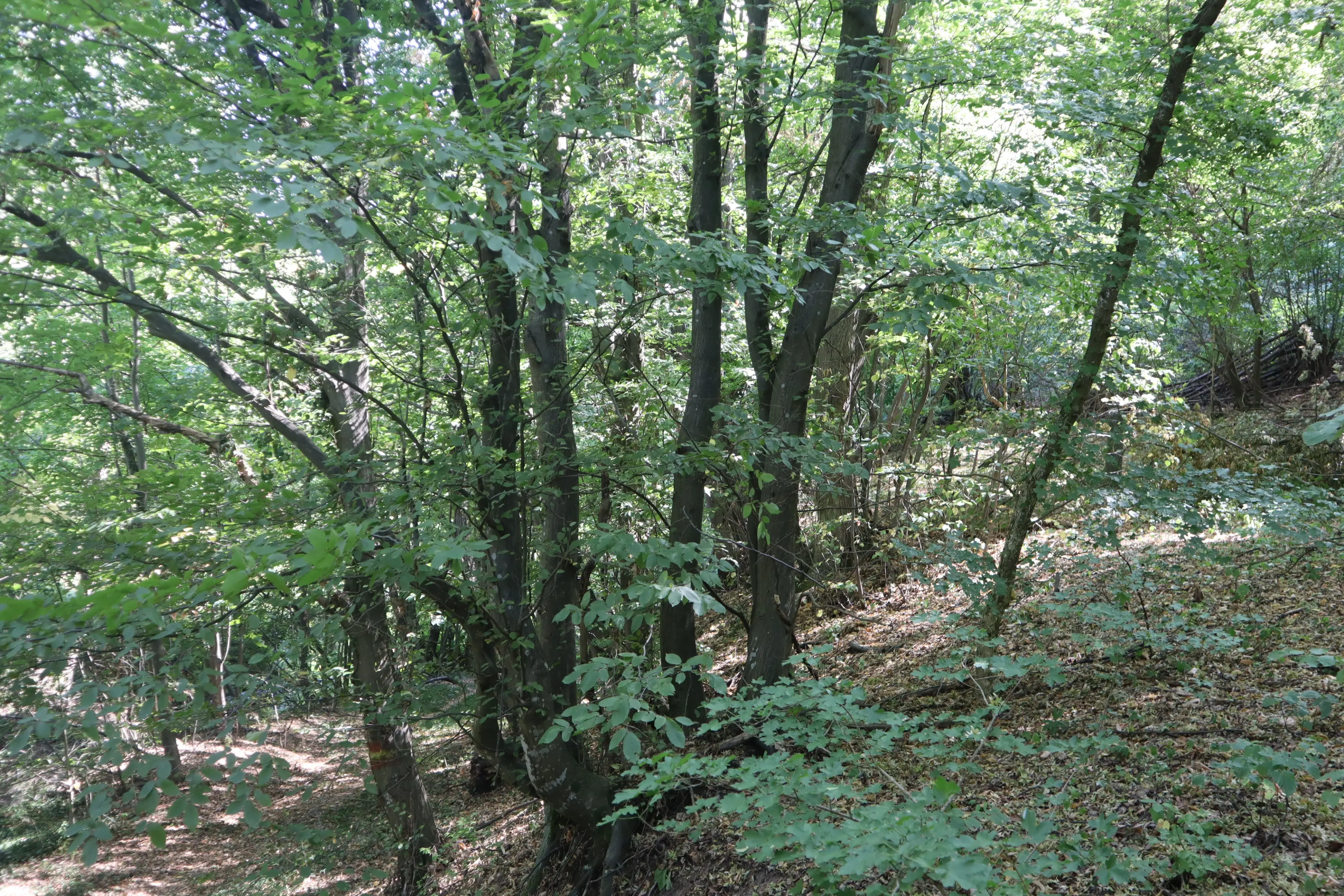 113,324 m² loofbos in Gorno Ozirovo, Varshets Montana - Bulgarije