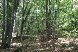 113,324 m² loofbos in Gorno Ozirovo, Varshets Montana - Bulgarije