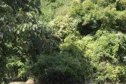 Bosgrond 30.194 m² - Investering & Natuurverblijf, Regio Troyan - Bulgarije