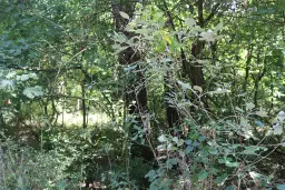 Bosgrond 30.194 m² - Investering & Natuurverblijf, Regio Troyan - Bulgarije