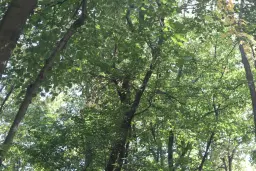 Bosgrond 30.194 m² - Investering & Natuurverblijf, Regio Troyan - Bulgarije