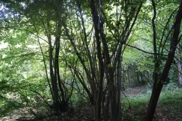 Bosgrond 30.194 m² - Investering & Natuurverblijf, Regio Troyan - Bulgarije