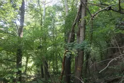 Bosgrond 30.194 m² - Investering & Natuurverblijf, Regio Troyan - Bulgarije