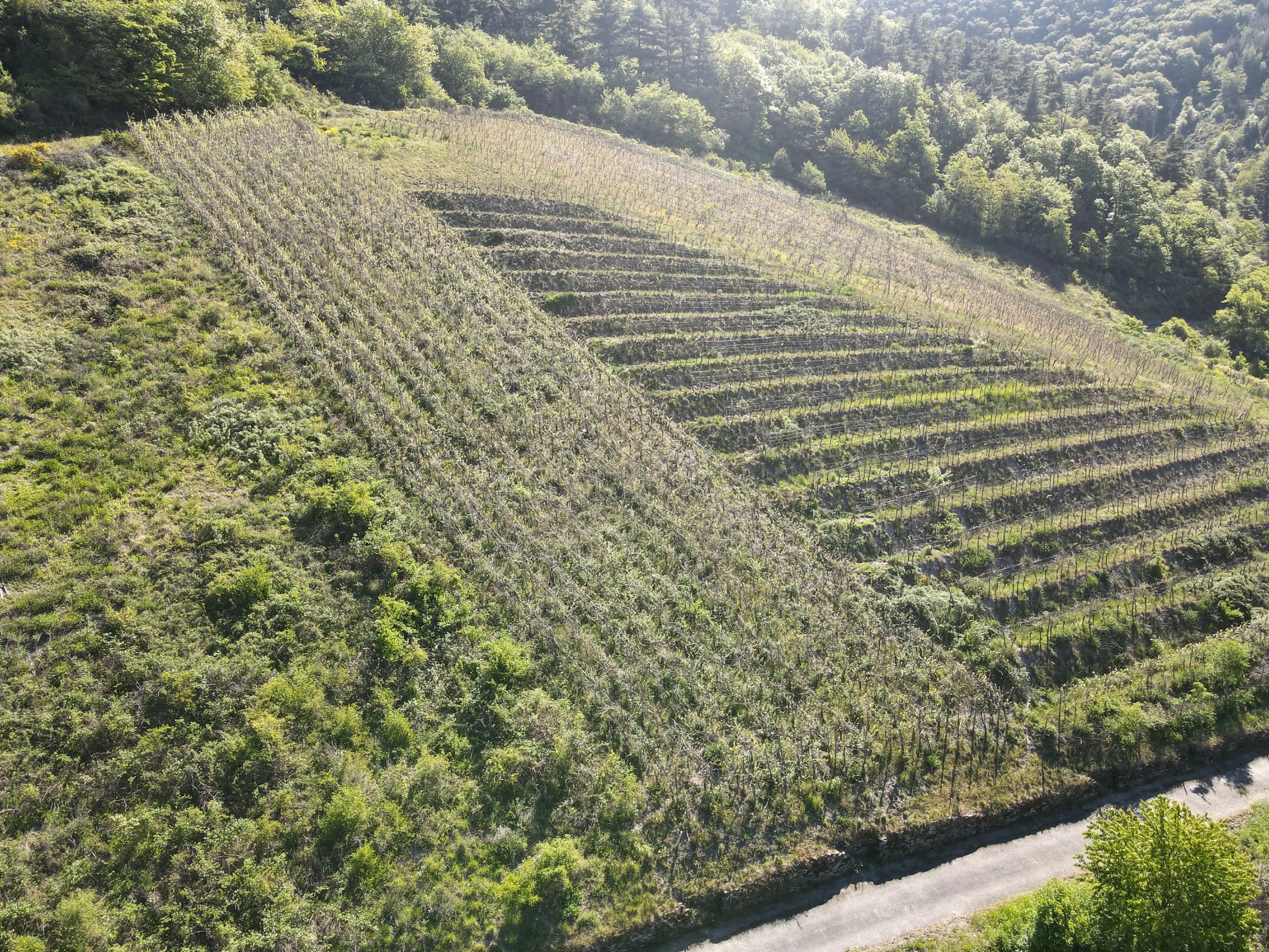 Wijngaard met Riesling, totaal 1.445 m² in Zell, Cochem - Duitsland