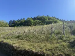 Wijngaard met Riesling, totaal 1.445 m² in Zell, Cochem - Duitsland