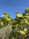 Wijngaard met Riesling, totaal 1.445 m² in Zell, Cochem - Duitsland