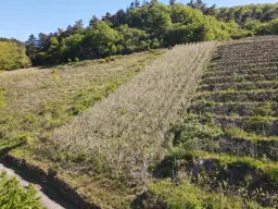 Wijngaard met Riesling, totaal 1.445 m² in Zell, Cochem - Duitsland