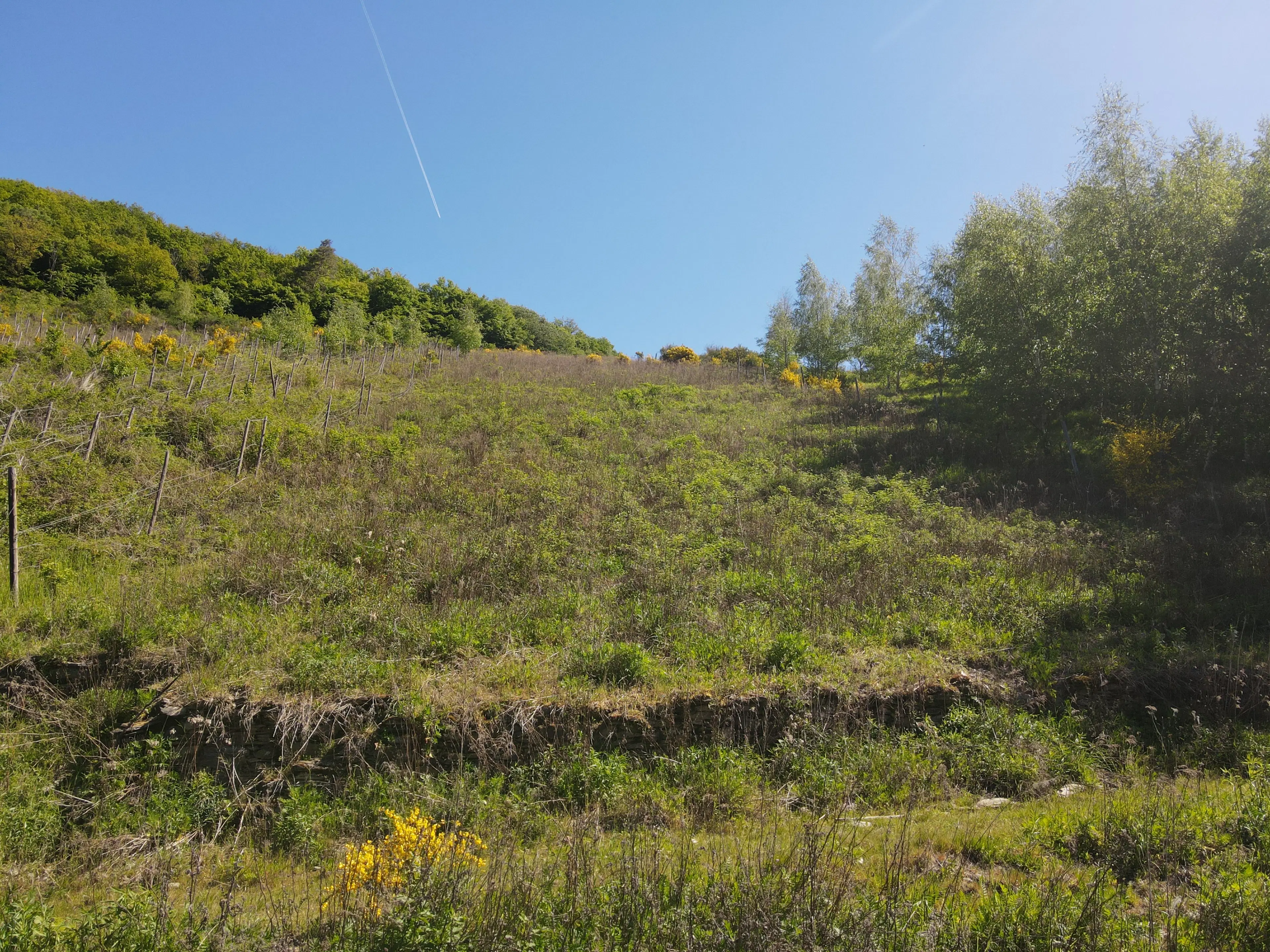 Voormalig wijngaardperceel van 1.688 m² in Zell, Cochem - Duitsland