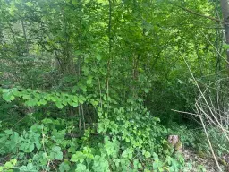 6.166 m² groen perceel nabij Ebenshausen, Thüringen - Duitsland