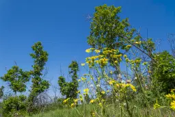 6.347 m² bos met uitzicht op het meer en toegang via geasfalteerde weg in Montana regio - Bulgarije