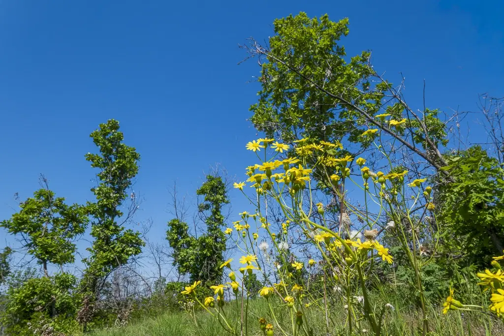 6.347 m² bos met uitzicht op het meer en toegang via geasfalteerde weg in Montana regio - Bulgarije