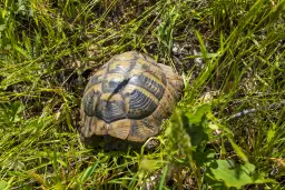 6.347 m² bos met uitzicht op het meer en toegang via geasfalteerde weg in Montana regio - Bulgarije