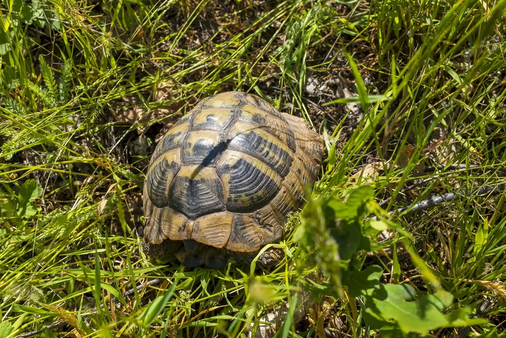 6.347 m² bos met uitzicht op het meer en toegang via geasfalteerde weg in Montana regio - Bulgarije
