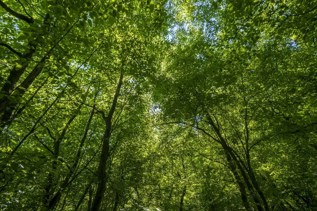 6.347 m² bos met uitzicht op het meer en toegang via geasfalteerde weg in Montana regio - Bulgarije