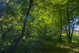 6.347 m² bos met uitzicht op het meer en toegang via geasfalteerde weg in Montana regio - Bulgarije