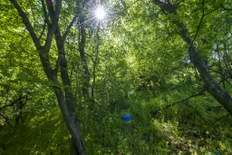 6.347 m² bos met uitzicht op het meer en toegang via geasfalteerde weg in Montana regio - Bulgarije