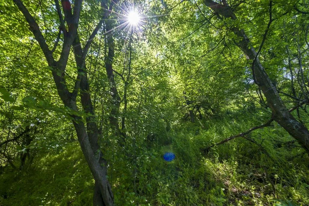 6.347 m² bos met uitzicht op het meer en toegang via geasfalteerde weg in Montana regio - Bulgarije