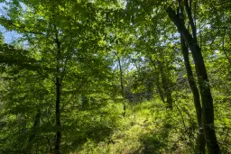 6.347 m² bos met uitzicht op het meer en toegang via geasfalteerde weg in Montana regio - Bulgarije