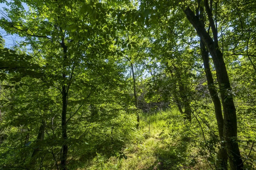 6.347 m² bos met uitzicht op het meer en toegang via geasfalteerde weg in Montana regio - Bulgarije