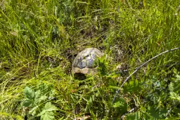 6.347 m² bos met uitzicht op het meer en toegang via geasfalteerde weg in Montana regio - Bulgarije