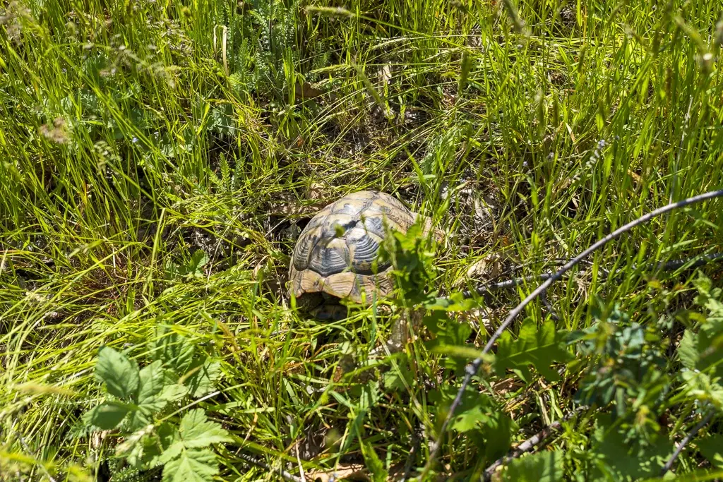6.347 m² bos met uitzicht op het meer en toegang via geasfalteerde weg in Montana regio - Bulgarije