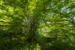 6.347 m² bos met uitzicht op het meer en toegang via geasfalteerde weg in Montana regio - Bulgarije