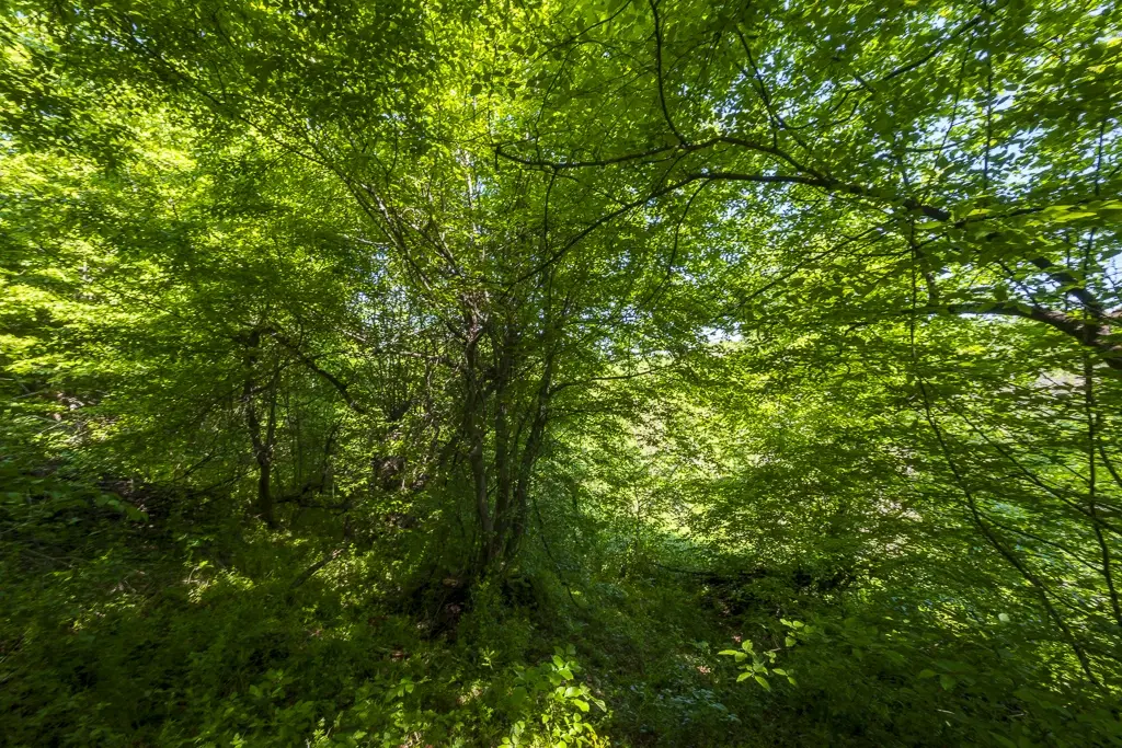 6.347 m² bos met uitzicht op het meer en toegang via geasfalteerde weg in Montana regio - Bulgarije