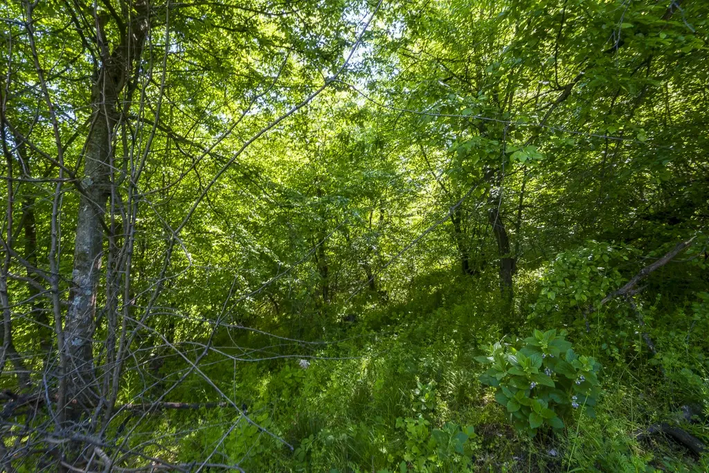 6.347 m² bos met uitzicht op het meer en toegang via geasfalteerde weg in Montana regio - Bulgarije